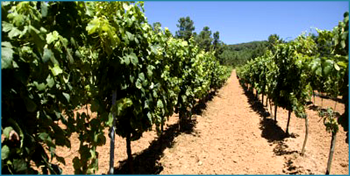 Bodega Parente García