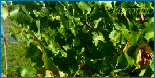 Bodega Sta. María dos Remedios